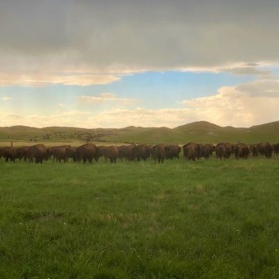 Turner Enterprises, Inc. and Turner Ranches announce the launch of the Turner Institute of Ecoagriculture, Inc. and collaboration with South Dakota University Center of Excellence for Bison Studies