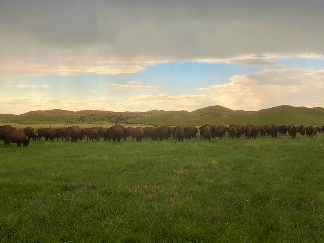Turner Enterprises, Inc. and Turner Ranches announce the launch of the Turner Institute of Ecoagriculture, Inc. and collaboration with South Dakota University Center of Excellence for Bison Studies