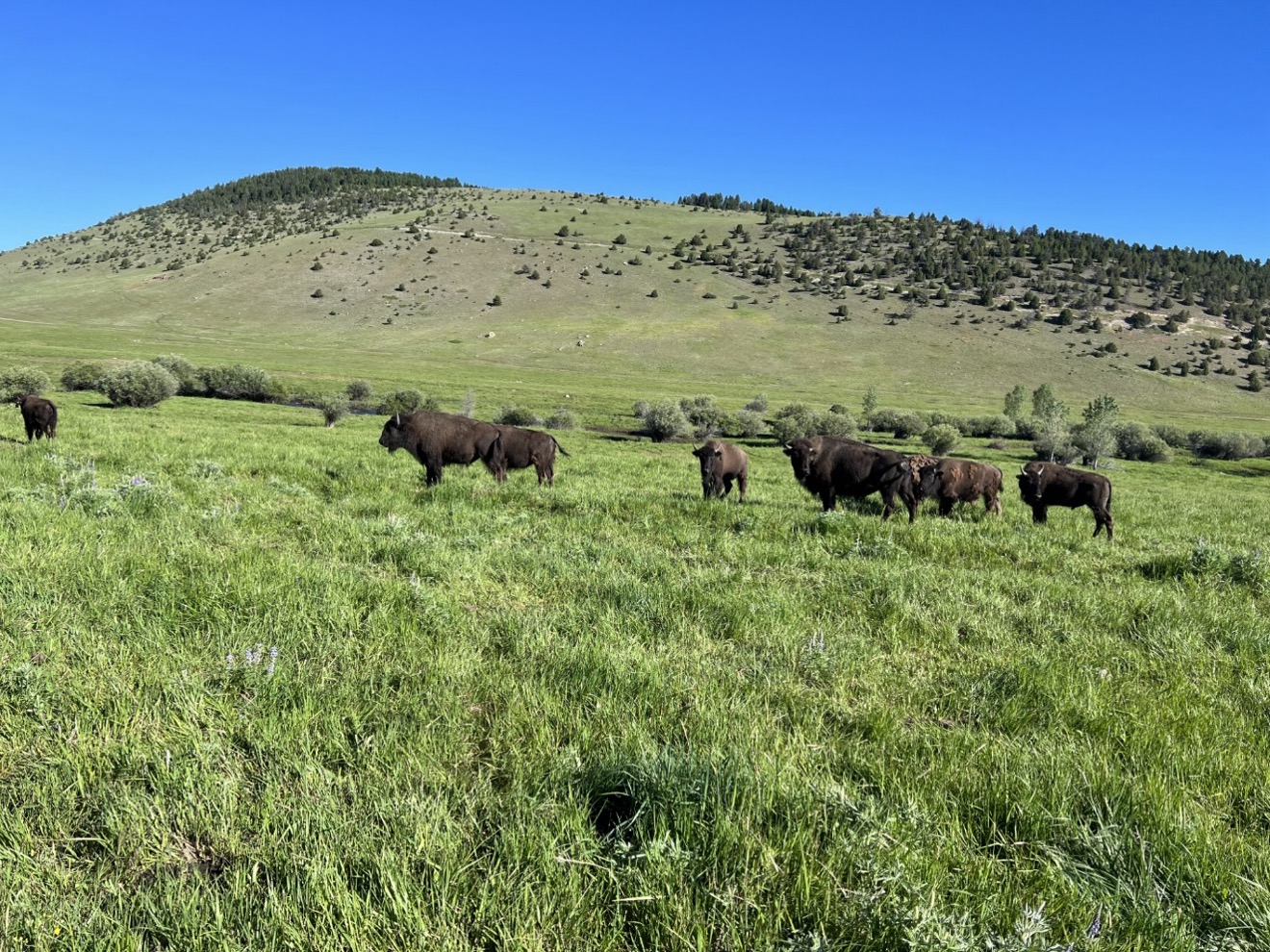 Pasture-finishing of bison improves animal metabolic health and meat nutritional qualities