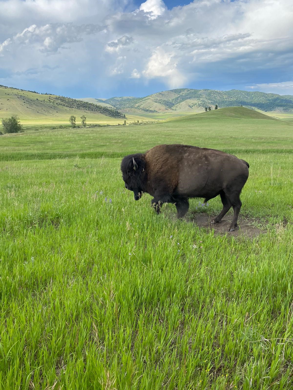 Local and translocated dataset of bison body mass, age, sex across latitude at Turner Ranches through the last two decades