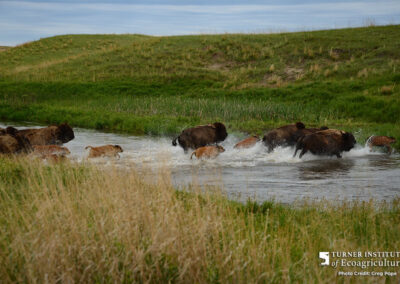Bison crossing stream at McMurtrey Ranch - Turner Institute of Ecoagriculture / Photo Credit - Greg Pope