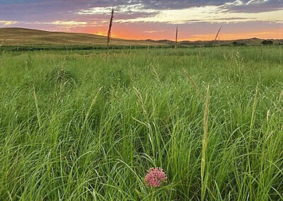 McGinley Ranch Prairie Clover - Turner Institute of Ecoagriculture