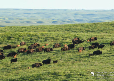 Bison and calves at Bad River - Turner Institute of Ecoagriculture / Photo Credit - Rhett Turner
