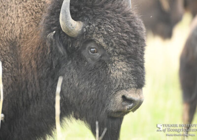 Bison up close at Deer Creek - Turner Institute of Ecoagriculture / Photo Credit - Greg Pope