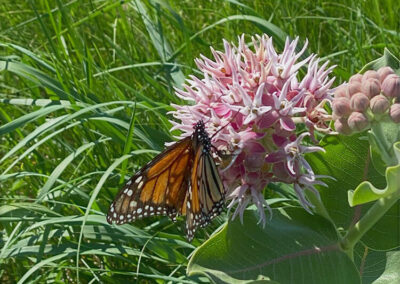 Monarch butterfly on milkweed at McGinley Ranch - Turner Institute of Ecoagriculture
