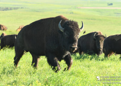 Bad River bison - Turner Institute of Ecoagriculture / Photo Credit - Rhett Turner