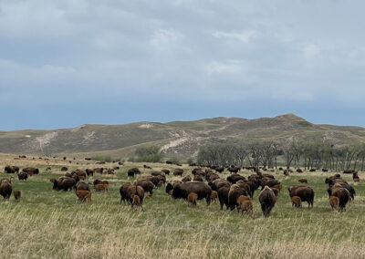 Bison at Deer Creek - Turner Institute of Ecoagriculture
