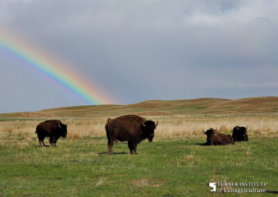 Bulls in front of rainbow - Turner Institute of Ecoagriculture