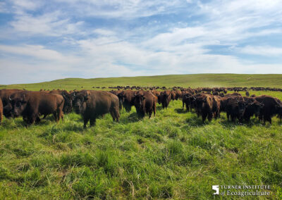 Bison among green grass - Turner Institute of Ecoagriculture