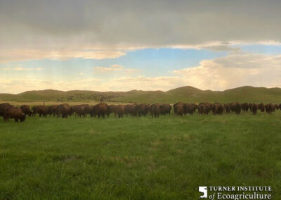 Bison and clouds at McGinley Ranch - Turner Institute of Ecoagriculture