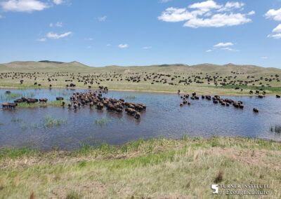 Bison enjoying the water at McGinley Ranch - Turner Institute of Ecoagriculture