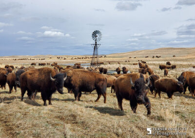 Bison and Windmill at McGinley Ranch - Turner Institute of Ecoagriculture