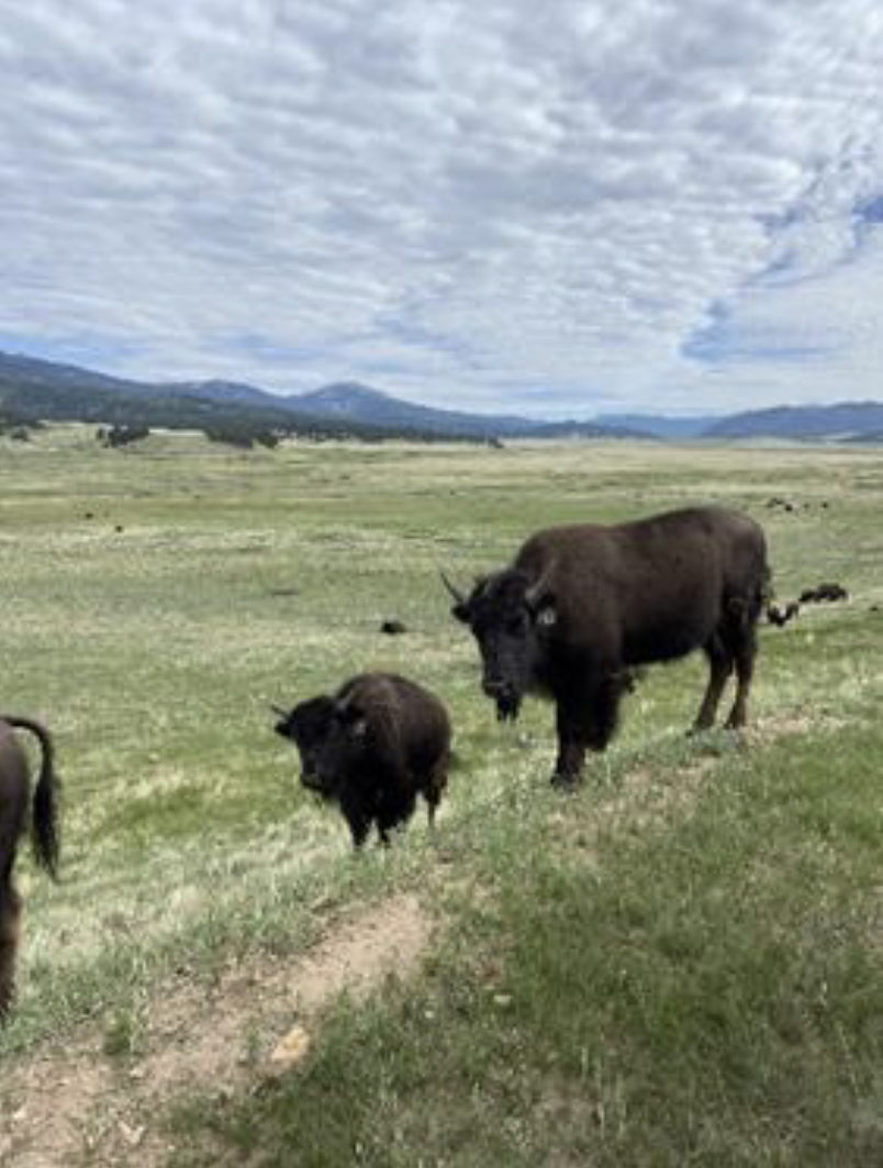 Spatial ecology of North American bison on Vermejo Park Ranch, New Mexico 