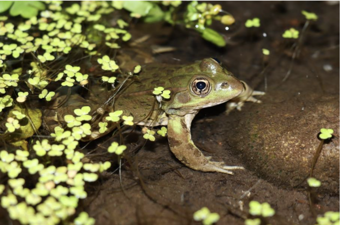 Spatial and vocal responses to heterospecific vocalizations in a native-invasive frog pair in New Mexico and Implications for conservation of the threatened native species