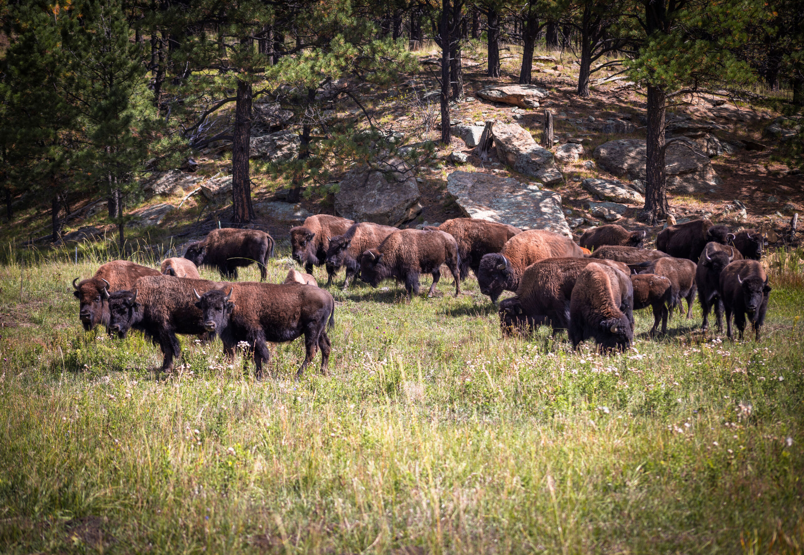 Spatial ecology of North American bison on Vermejo Park Ranch, New Mexico 
