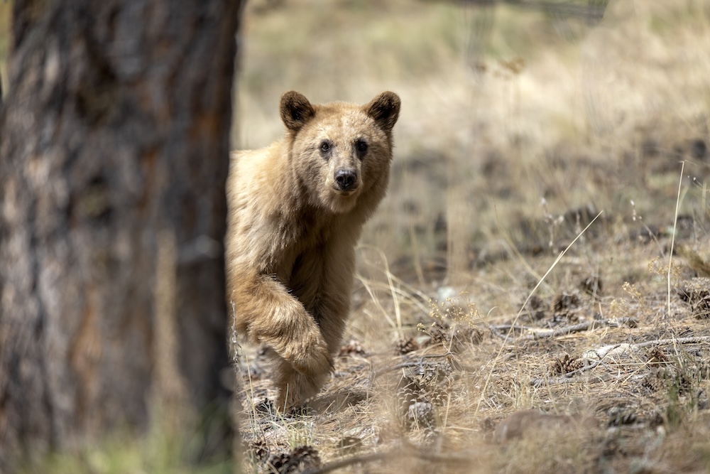 Black bear sow and cub on rock, Vermejo Park Ranch, New Mexico, USA.