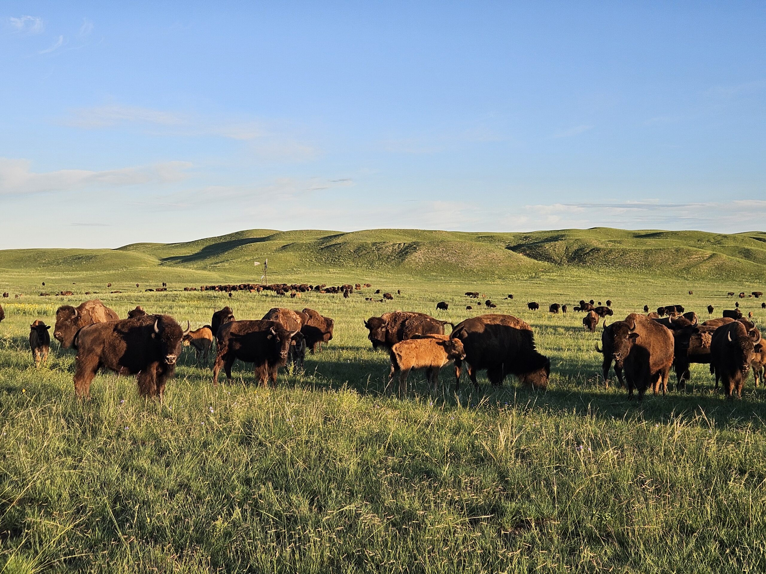 Evaluating test and cull management strategy to prevent recurrent Mycoplasma bovis infections in bison
