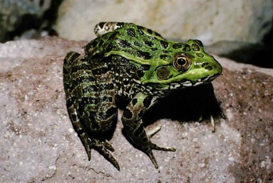 Assessing outbreeding depression risk to Chiricahua leopard frog recovery