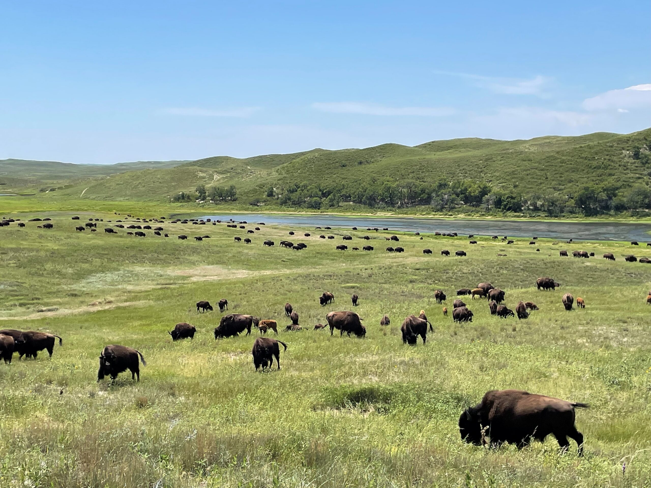 Single nucleotide polymorphism (SNP) Based evaluation of the Turner Yellowstone bison herd