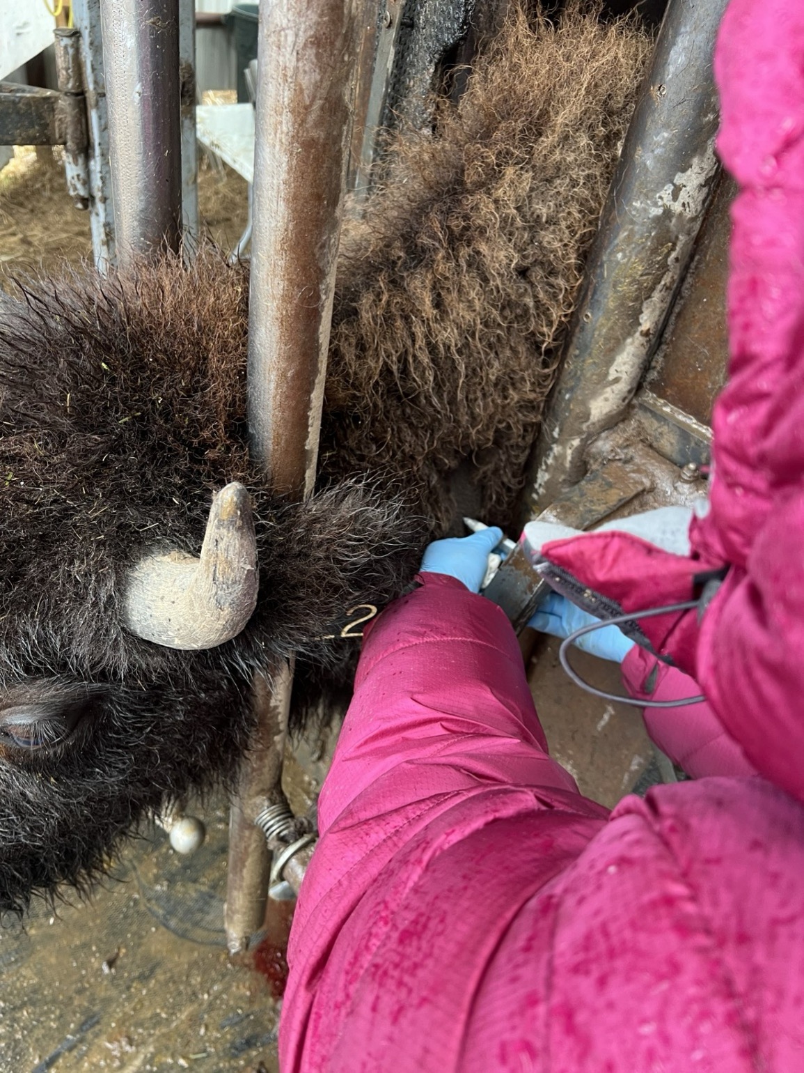 Effectiveness of SpayVac-pZP or -GnRH in preventing pregnancy in bison cows